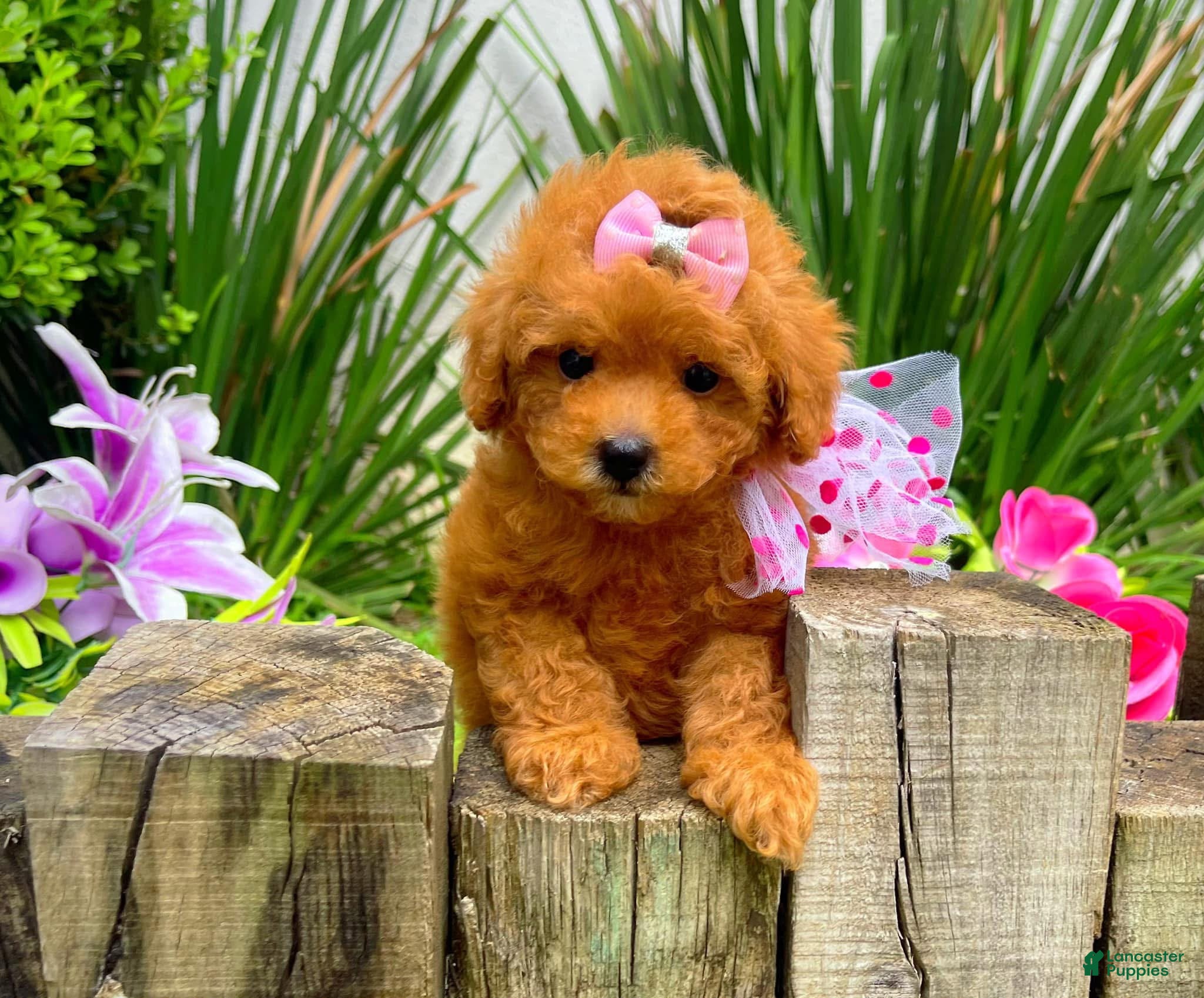 Toy Poodle dogs Ruby - Ad 14