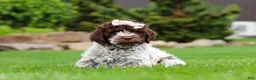 Lagotto Romagnolo dogs for sale: Layla - Ad 4