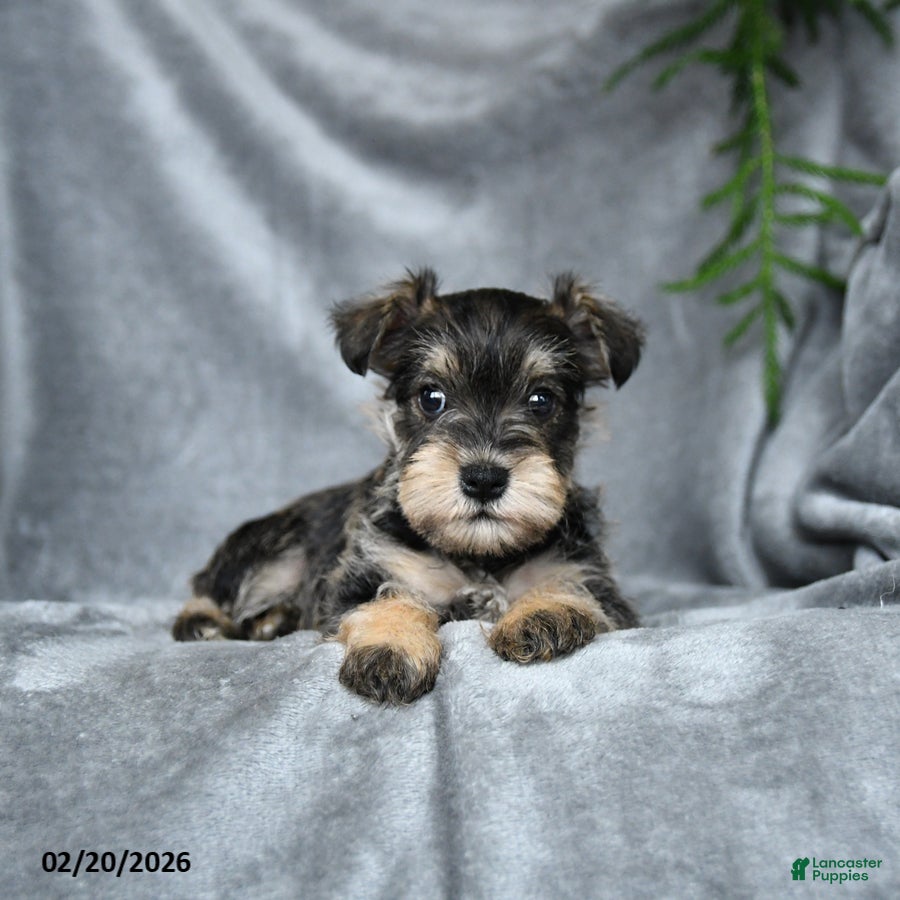 Miniature Schnauzer dogs Daphne - Ad 2