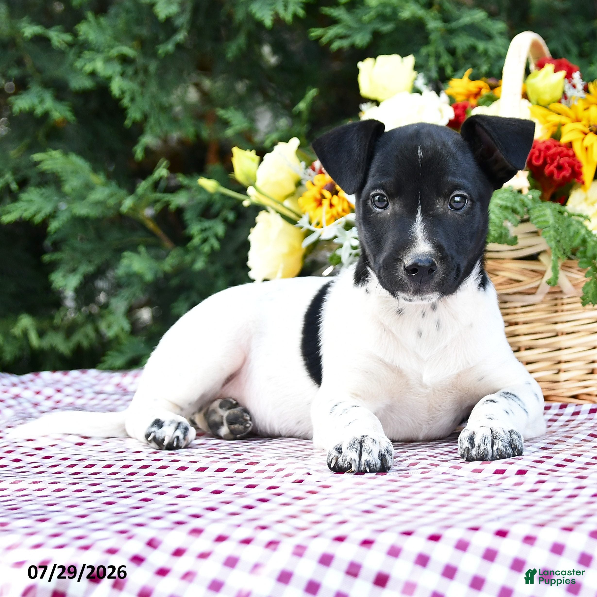 Mixed Breed dogs for sale: Casper - Ad 1