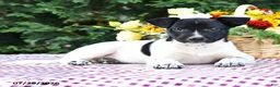 Mixed Breed dogs for sale: Casper - Ad 1