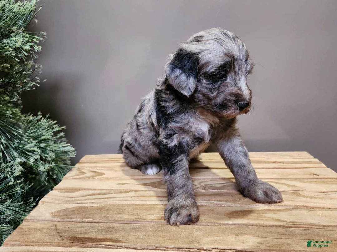 Mini Bernedoodle dogs for sale: Flake - Ad 16