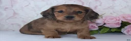 Miniature Dachshund dogs for sale: Sage - Ad 3
