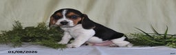 Beagle dogs for sale: Jaxon - Ad 2