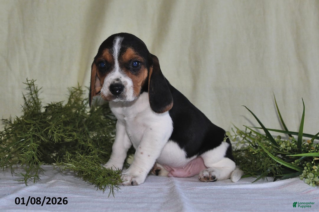 Beagle dogs for sale: Jaxon - Ad 2