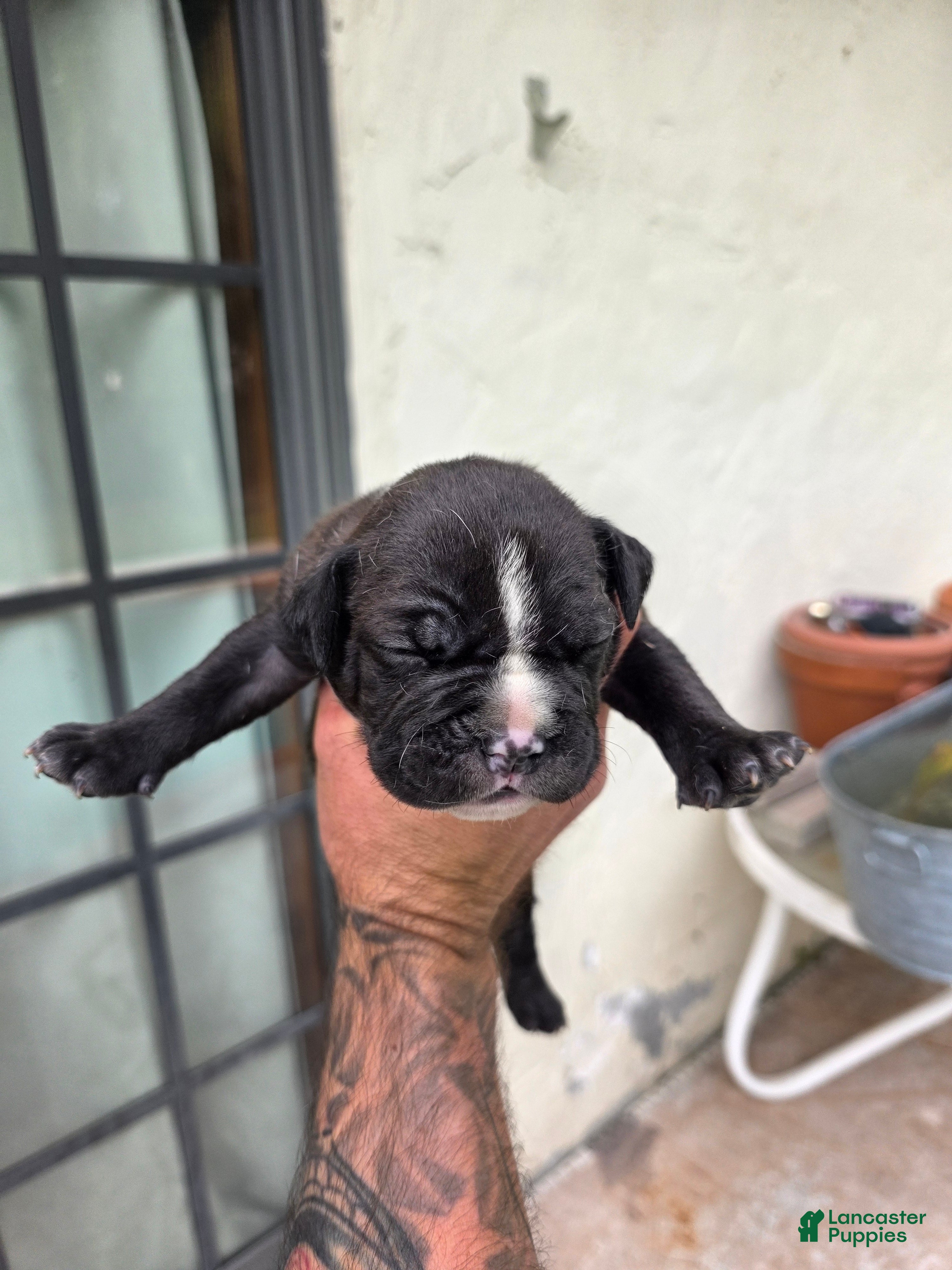 American Bully dogs American Bully 3 - Ad 40