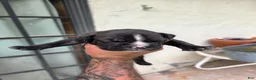 American Bully dogs for sale: American Bully 9 - Ad 11