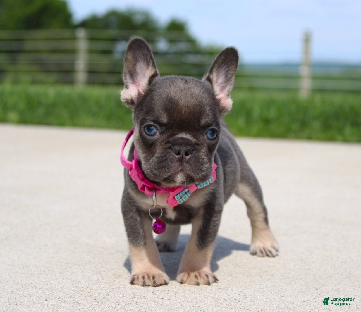 French Bulldog dogs Stella - Ad 1