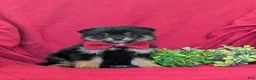 Pomeranian dogs for sale: Bosley - Ad 3