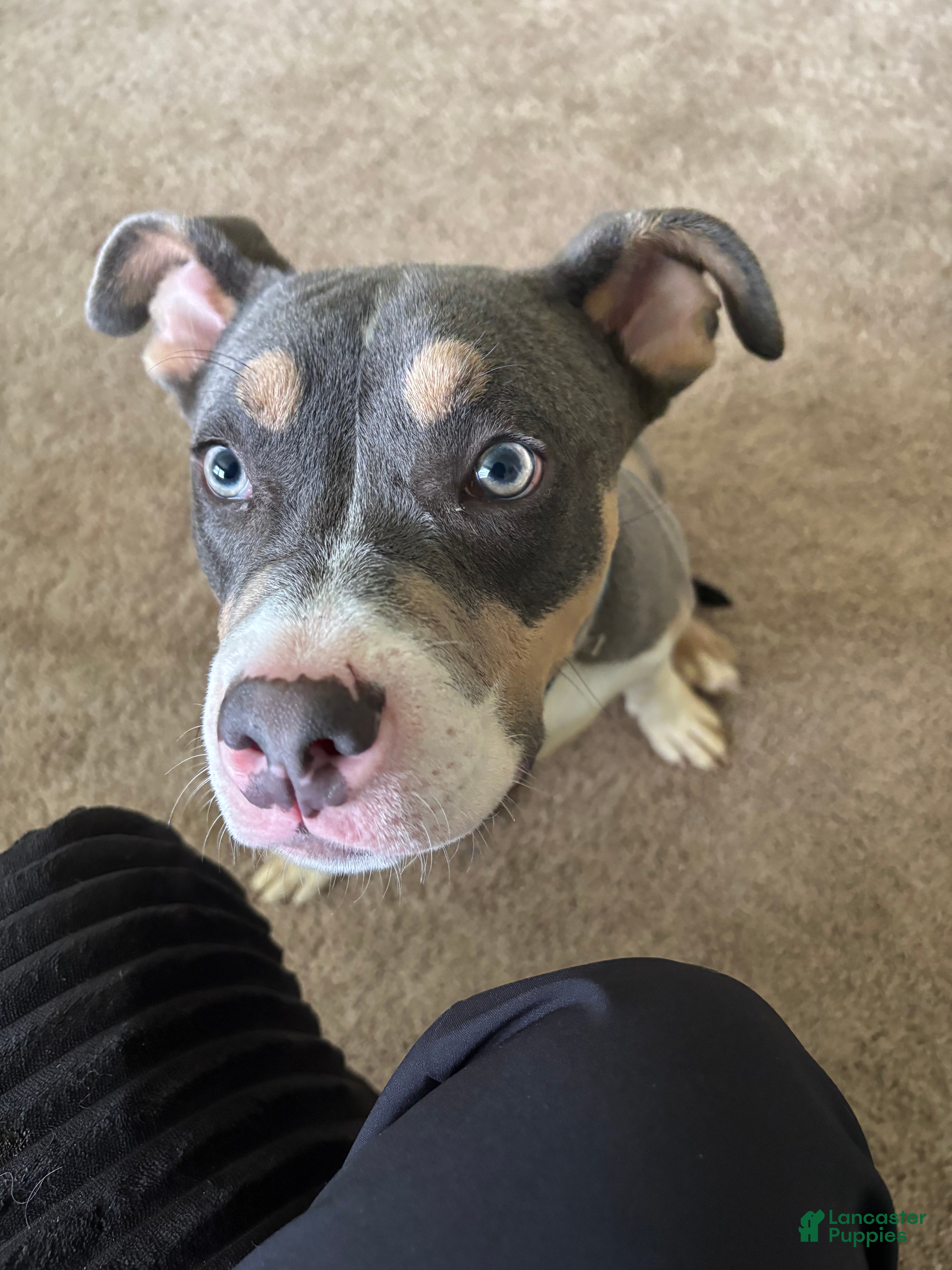 American Pit Bull Terrier dogs for sale: American Pit Bull Terrier Puppy 1 - Ad 9