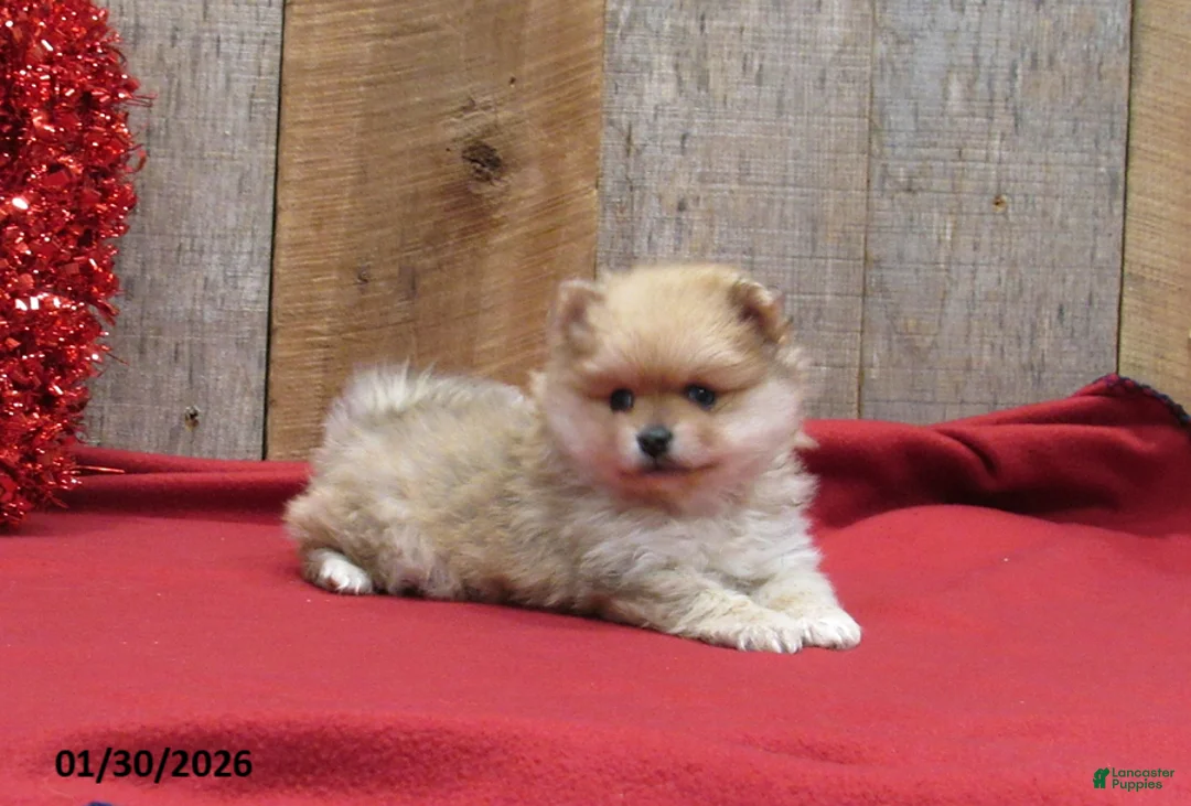 Pomeranian dogs for sale: Mandie - Ad 2