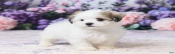 Teddy Bear dogs for sale: Mickey - Ad 4
