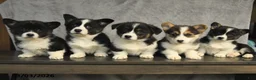 Welsh Corgi Pembroke dogs for sale: Bella   - Ad 5