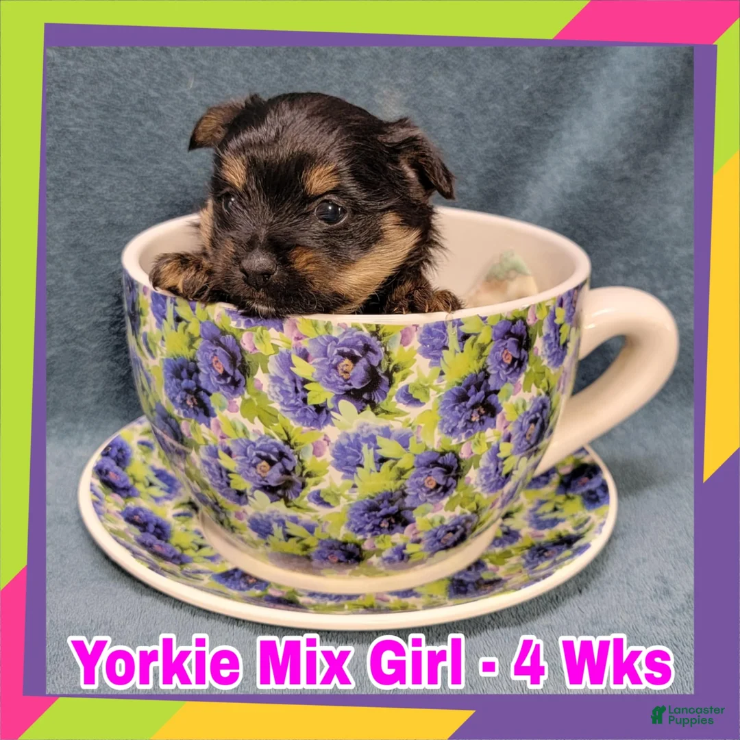 Mixed Breed dogs for sale: Porkie Girl - Ad 2