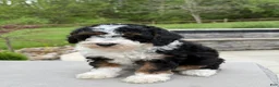 Miniature Poodle dogs for sale: Lihah - Ad 12