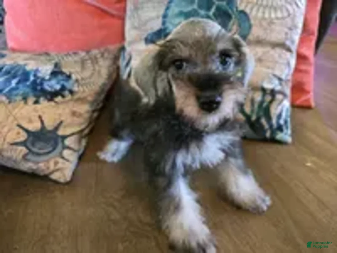 Miniature Schnauzer dogs for sale: Hugh - Ad 2
