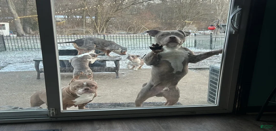 Gallery Image {{count}}