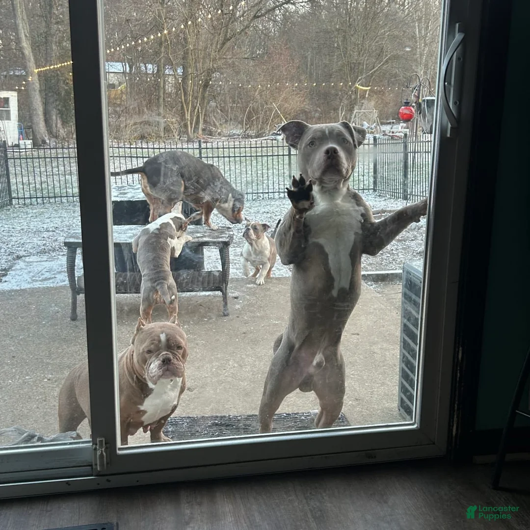 Gallery Image {{count}}