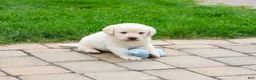 Labrador Retriever dogs for sale: Bucky  - Ad 5