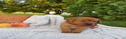 Labrador Retriever dogs for sale: Honey - Ad 7