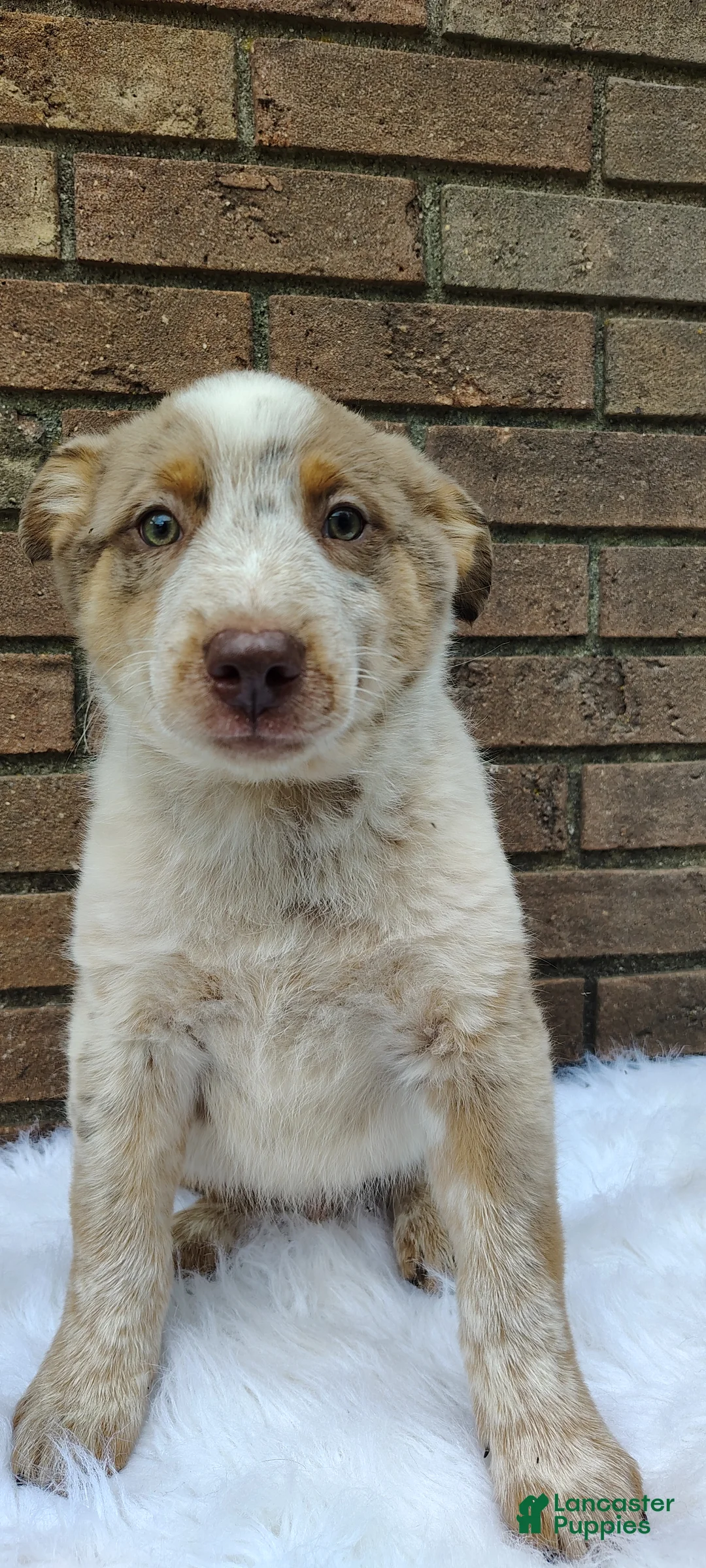 Mixed Breed dogs for sale: Cash - Ad 1