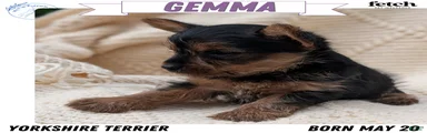 Gemma