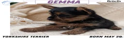 Yorkshire Terrier dogs for sale: Gemma - Ad 1