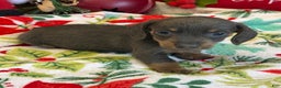 Dachshund dogs for sale: Bluebell - Ad 3