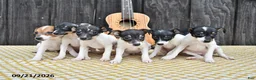 Toy Fox Terrier dogs for sale: Britt  - Ad 5