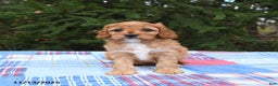 Cavapoo dogs for sale: Franklin - Ad 5