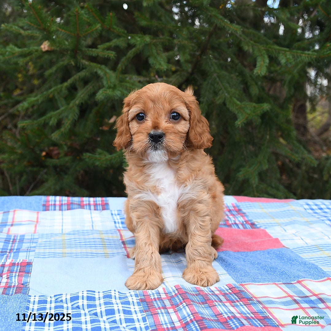 Cavapoo dogs for sale: Franklin - Ad 5