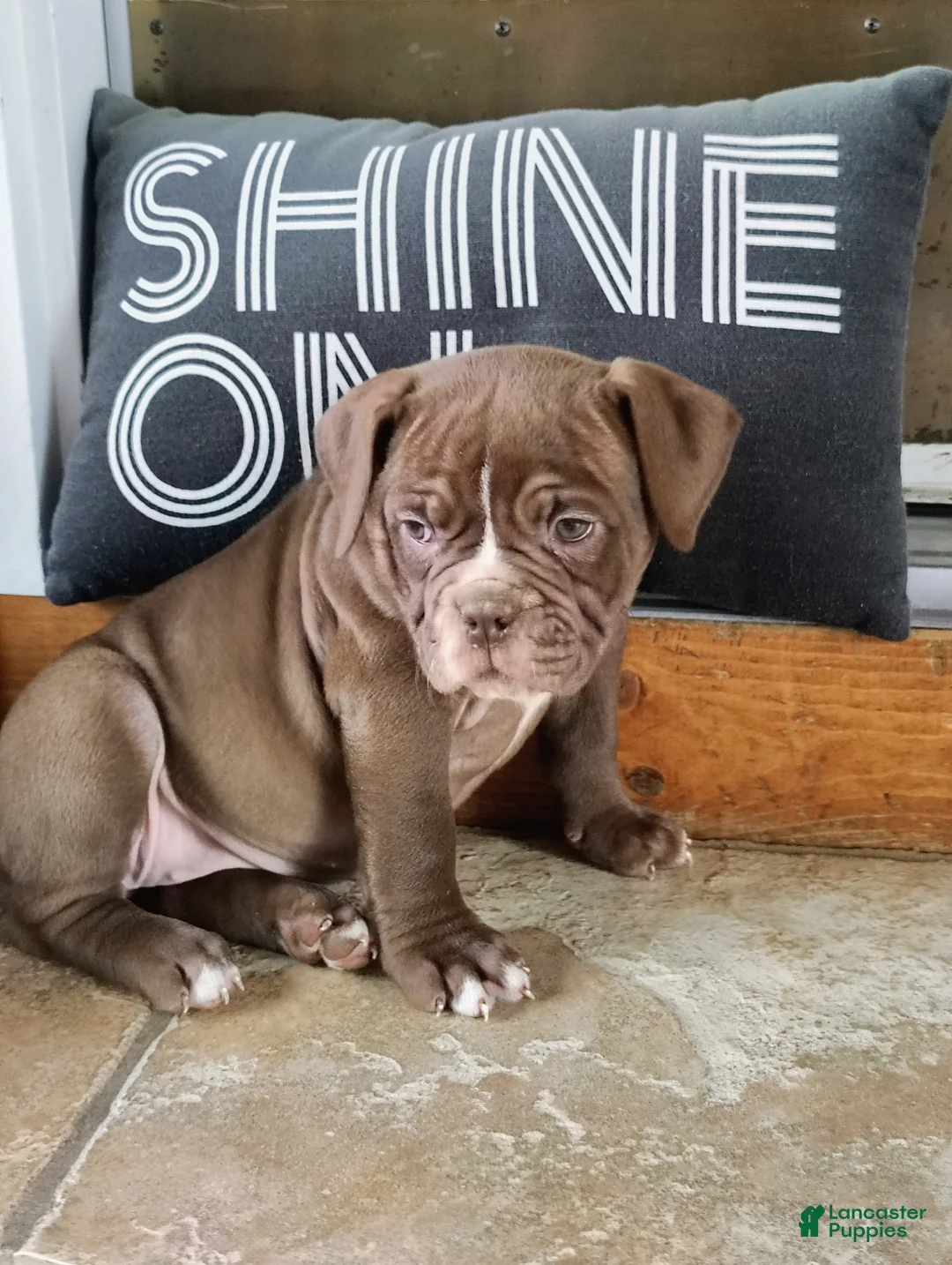 Olde English Bulldogge dogs for sale: Midnight  - Ad 2