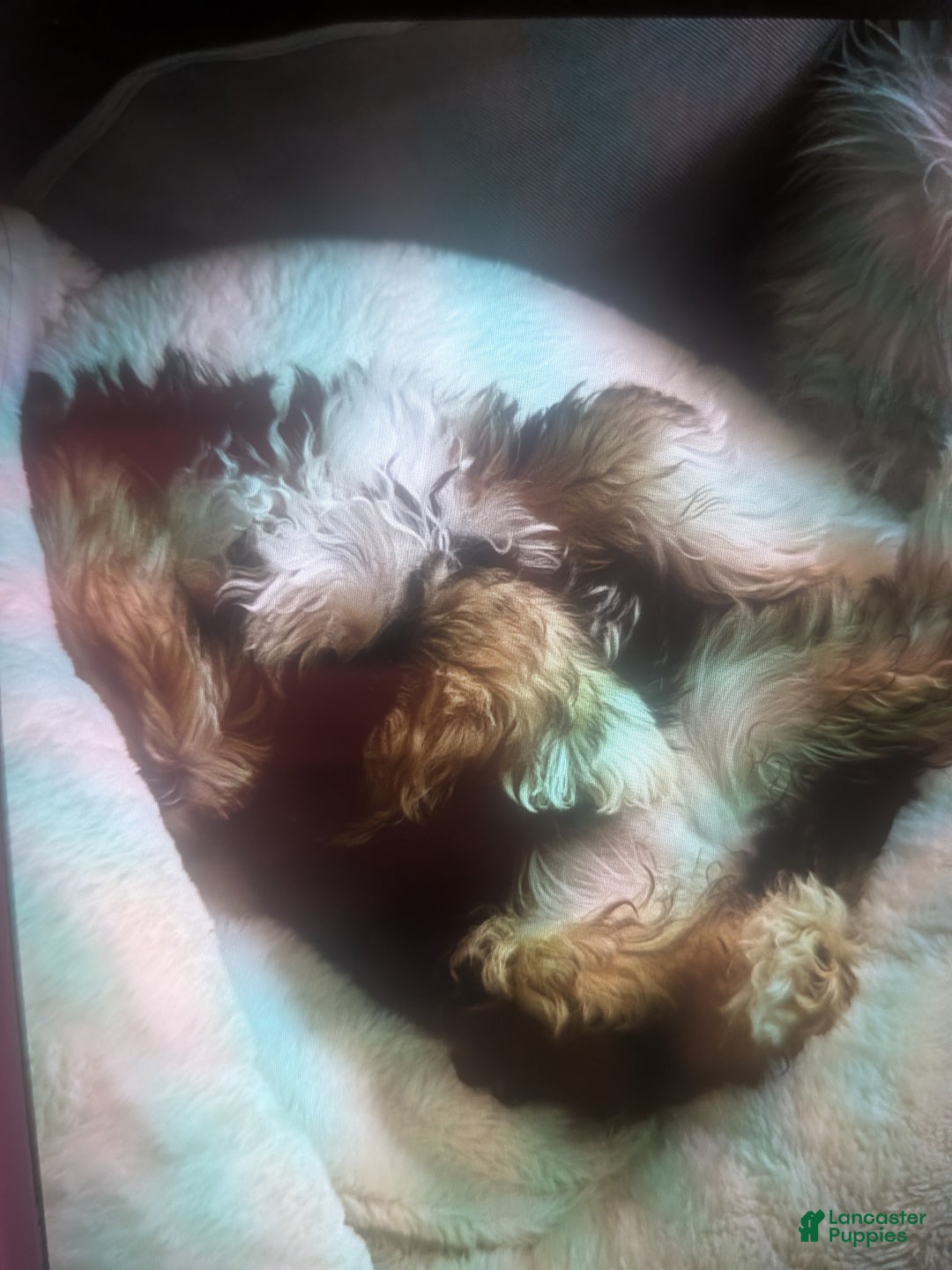 Mixed Breed dogs for sale: Morkipoo Wisper  - Ad 6