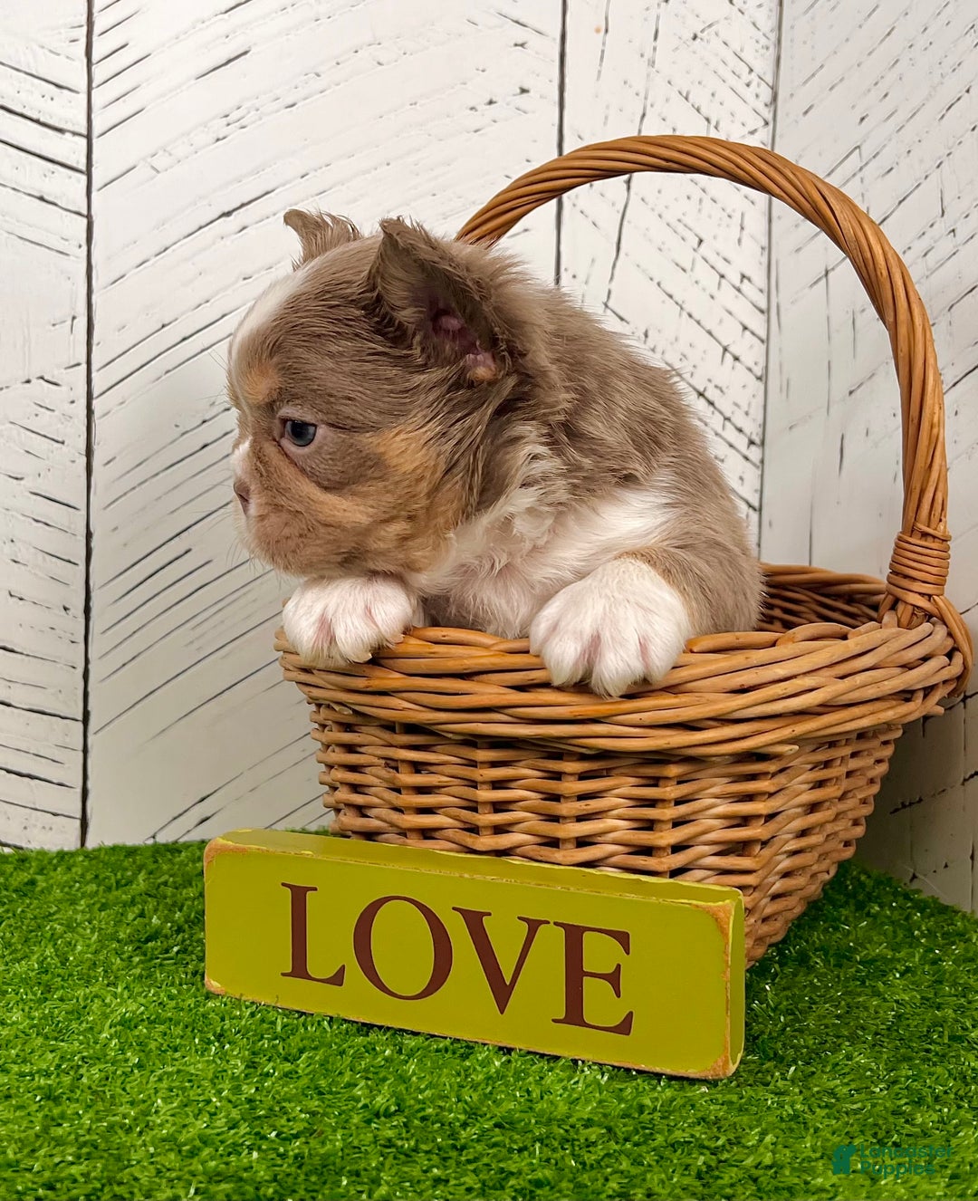 French Bulldog dogs for sale: Boss - Ad 4