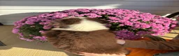 Australian Shepherd dogs for sale: Maple (AKC) - Ad 5