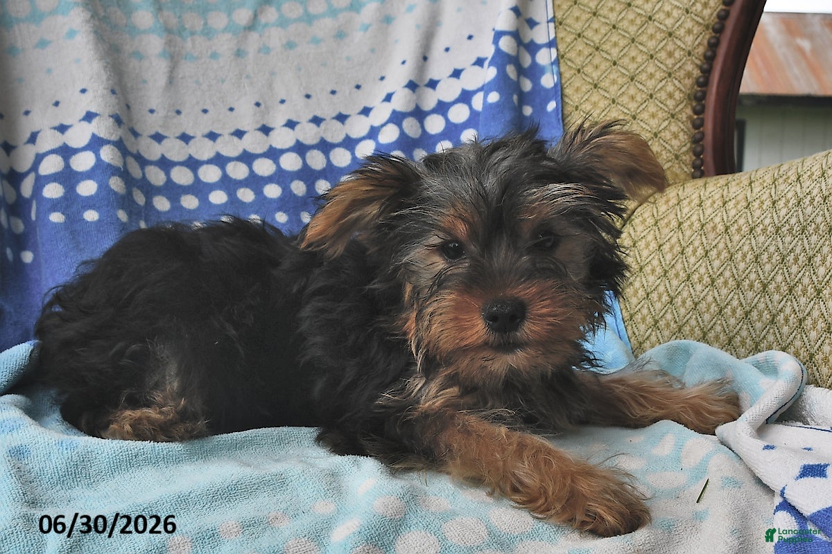 Yorkshire Terrier dogs Eenie - Ad 1