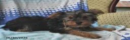 Yorkshire Terrier dogs for sale: Eenie - Ad 1