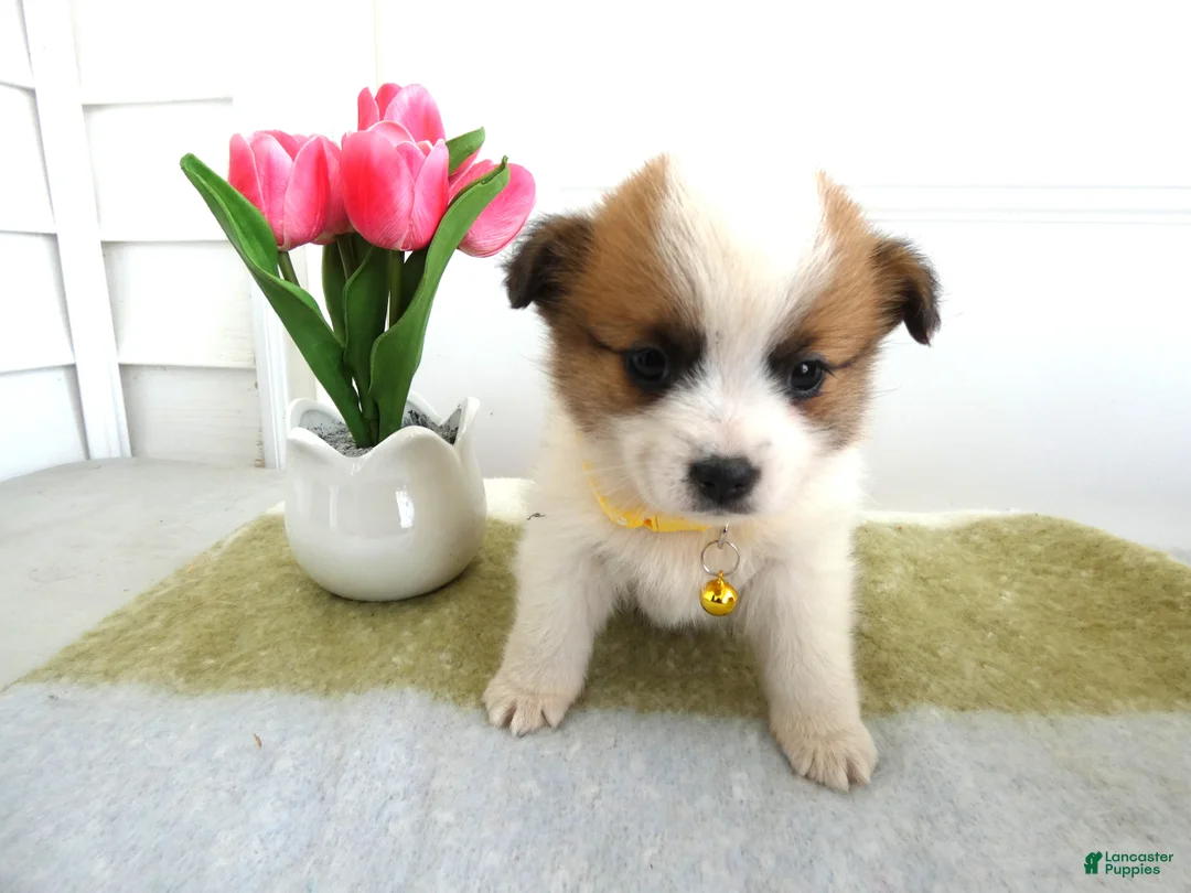 Mixed Breed dogs for sale: Mixed Breed Puppy 1 Queenie - Ad 2