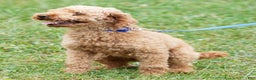 Cockapoo dogs for sale: Rocky - Ad 11