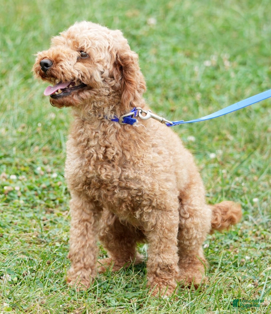 Cockapoo dogs for sale: Rocky - Ad 11