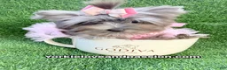 Yorkshire Terrier dogs for sale: Small black Merle female  - Ad 6
