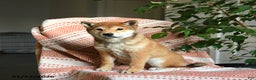 Shiba Inu dogs for sale: Apollo - Ad 2