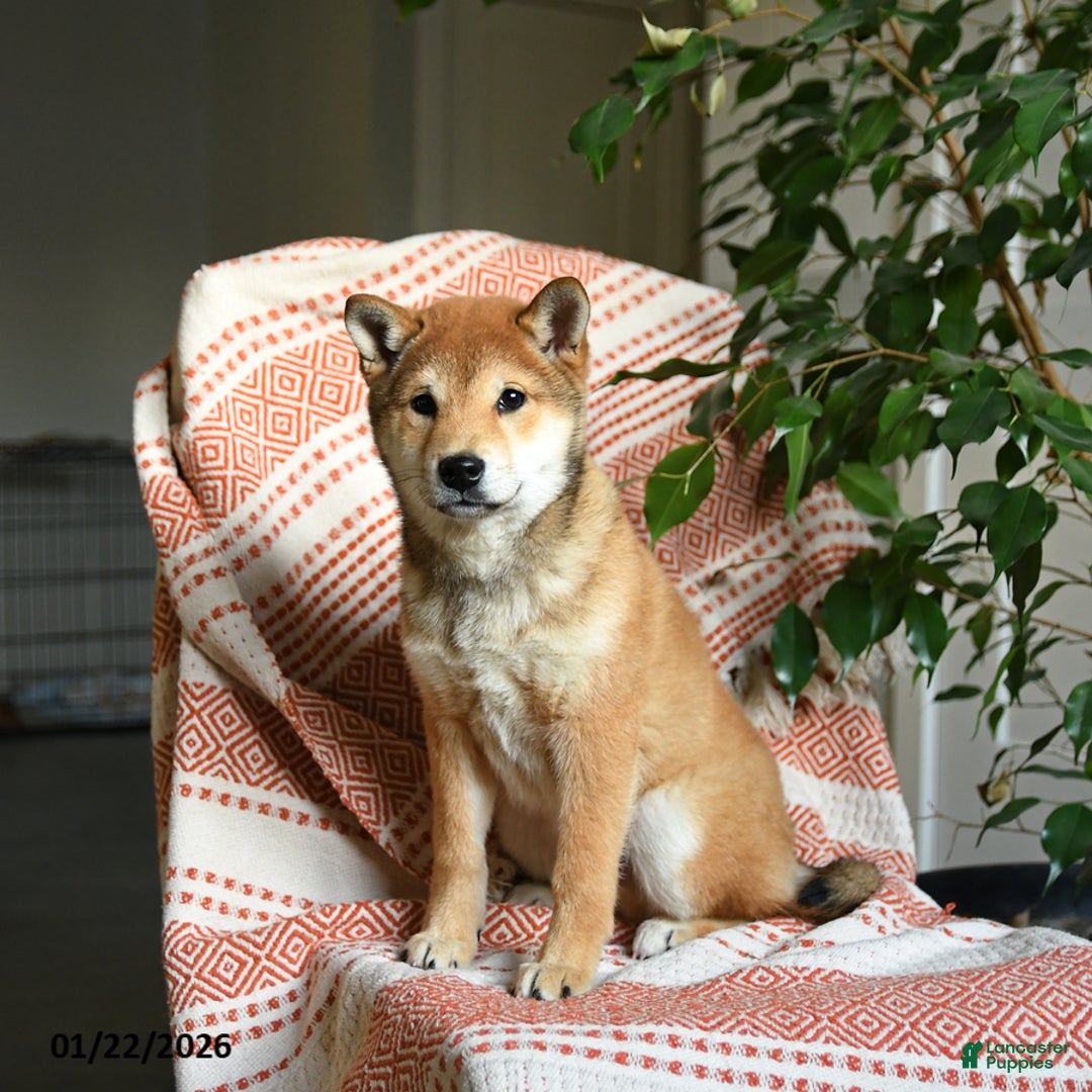 Shiba Inu dogs for sale: Apollo - Ad 2