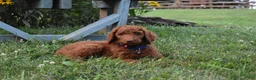 Standard Poodle dogs for sale: Cooper moyen - Ad 5