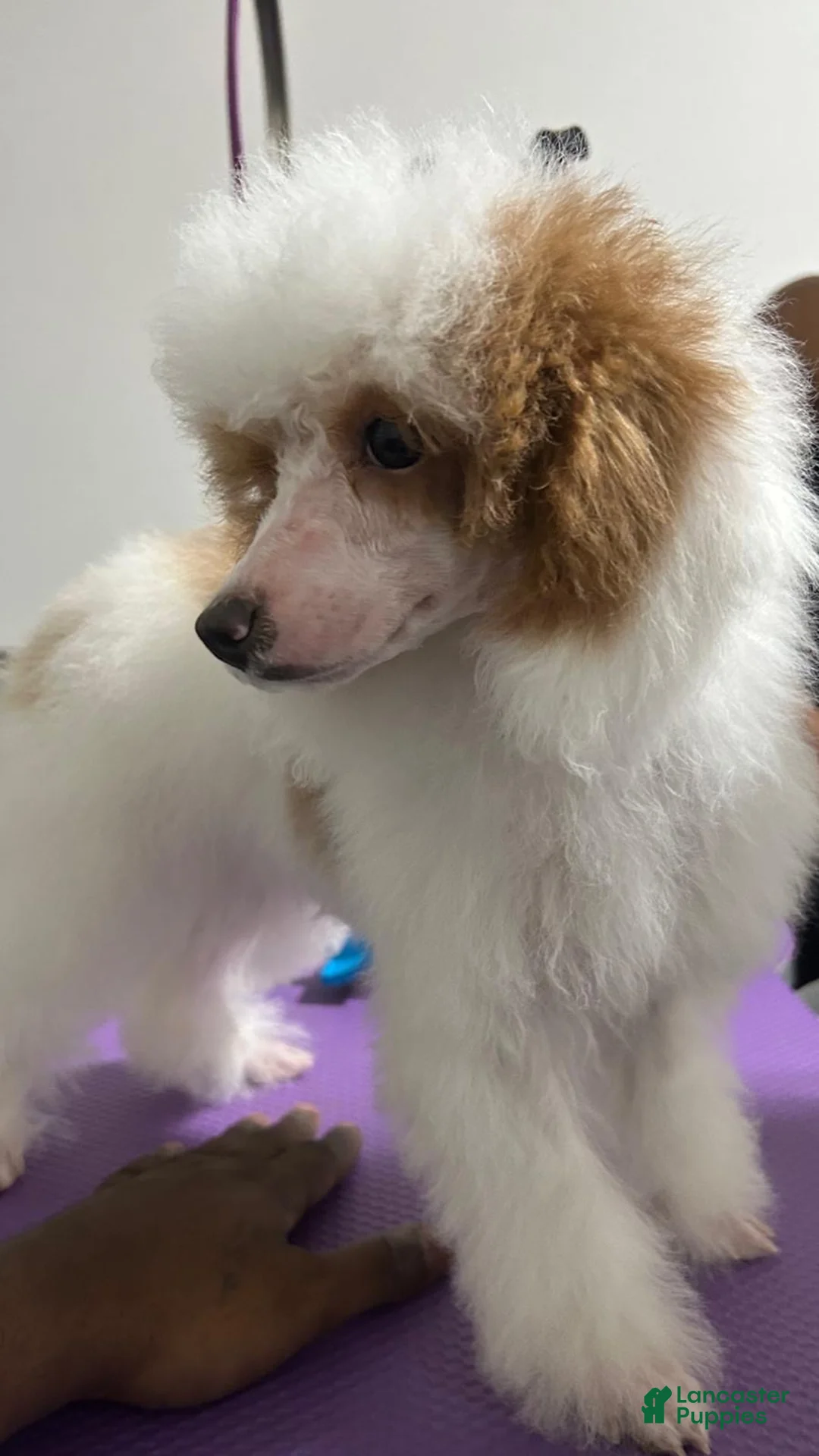 Toy Poodle dogs for sale: Toy Poodle 2 - Ad 5