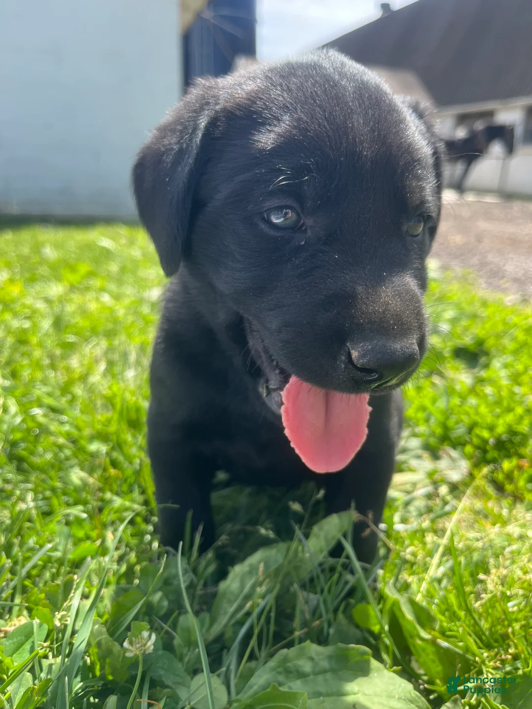Labrador Retriever dogs for sale: Todd - Ad 2