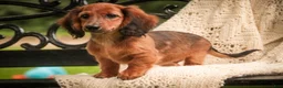 Miniature Dachshund dogs for sale: Annie Miniature Dachshund  - Ad 3
