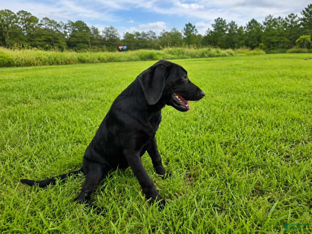 Labrador Retriever dogs for sale: Luna  - Ad 2