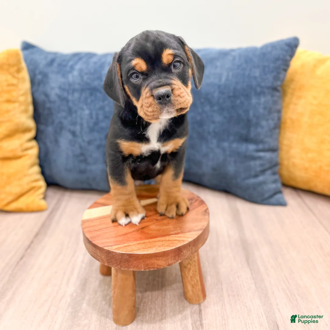 Mixed Breed dogs for sale: Gage - Ad 5