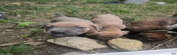Cane Corso dogs for sale: Cane Corso 5 - Ad 3